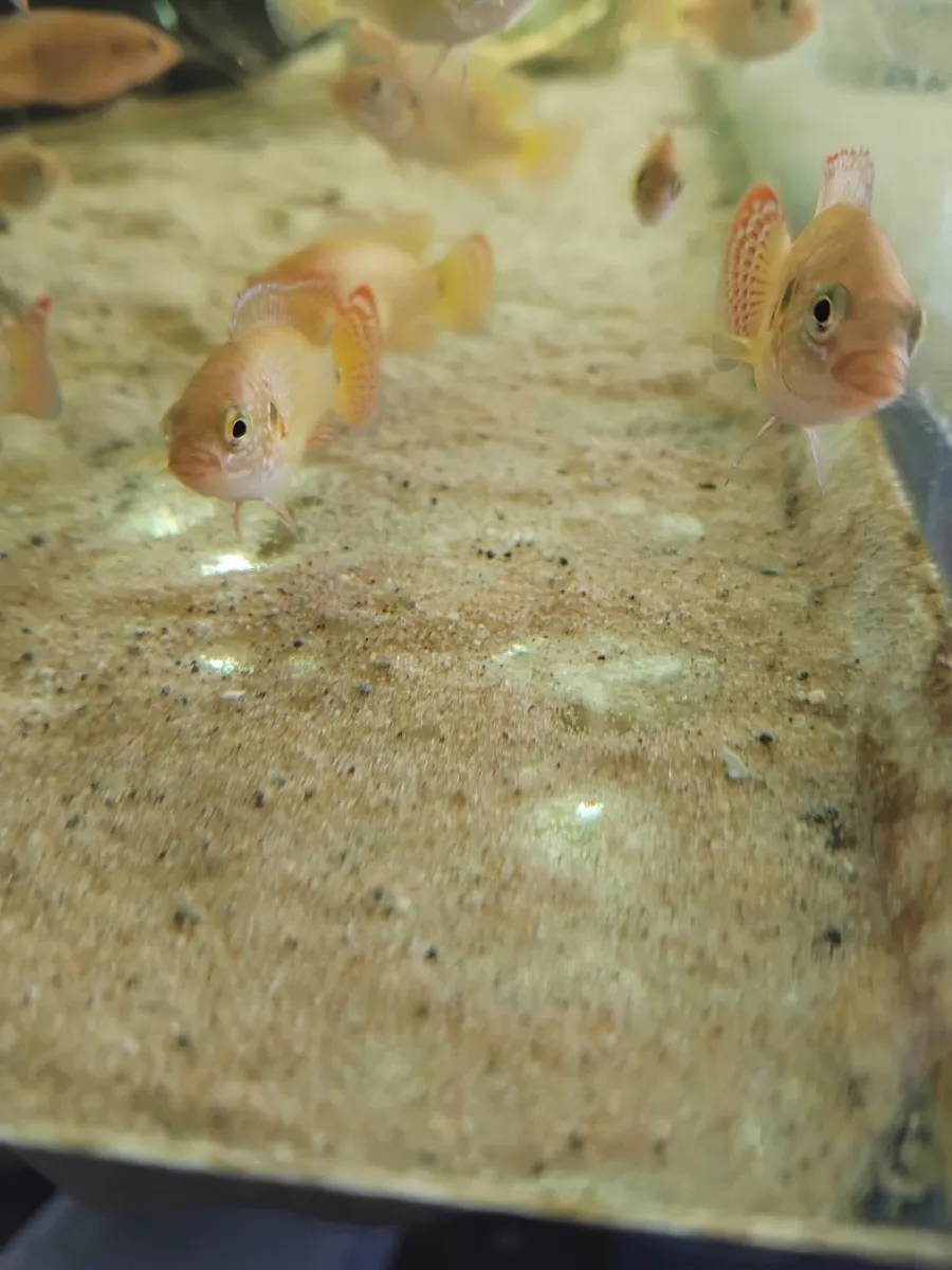 Fish - Image 3