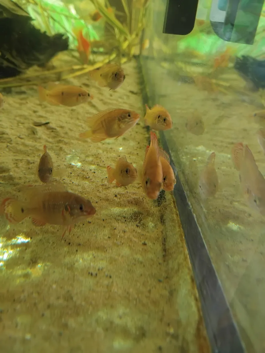 Fish - Image 4