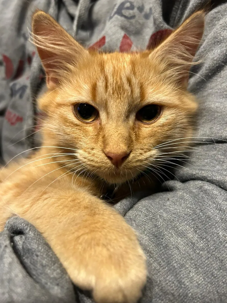 Tom Cat - Image 1