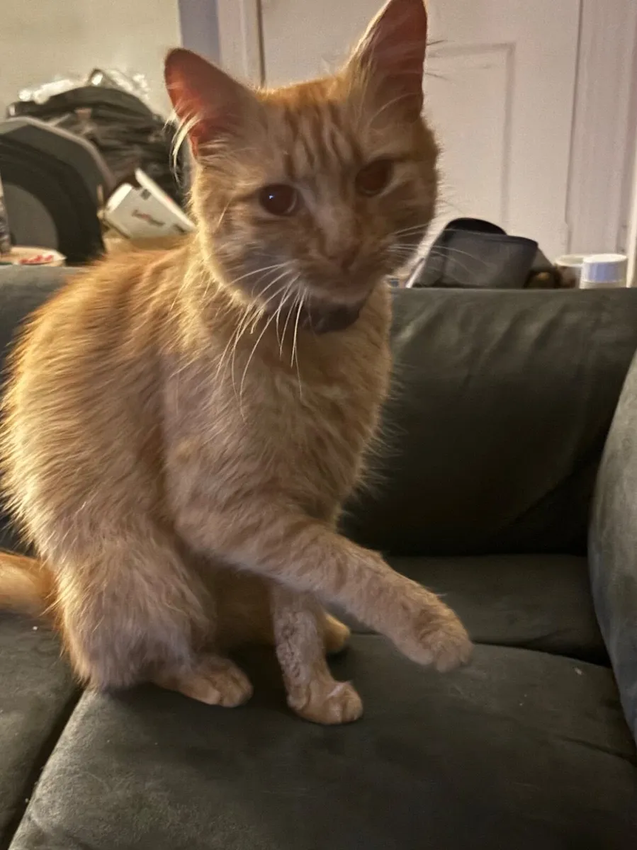 Tom Cat - Image 2