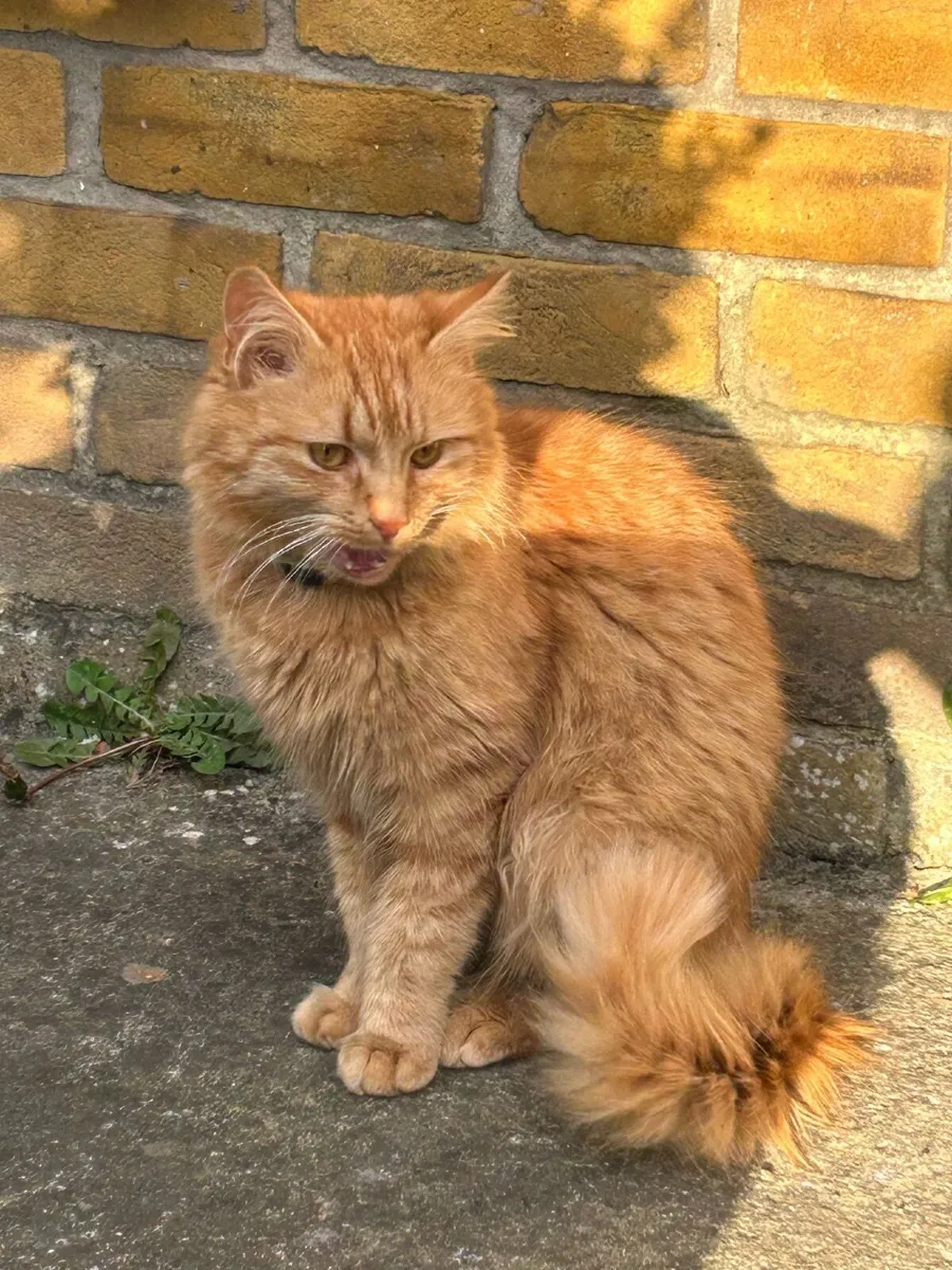 Tom Cat - Image 3