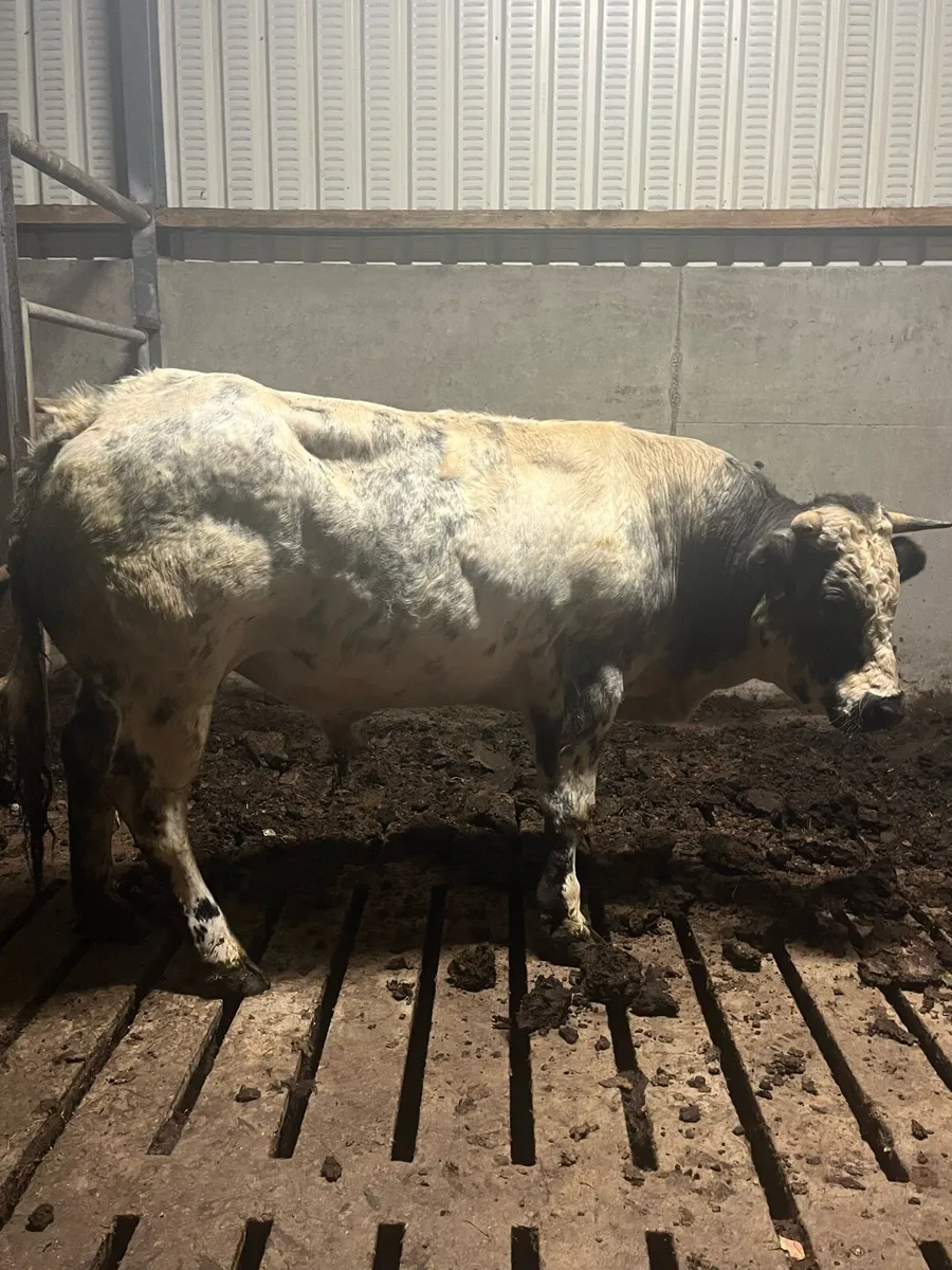 Cillaún Bull Hire - Image 2
