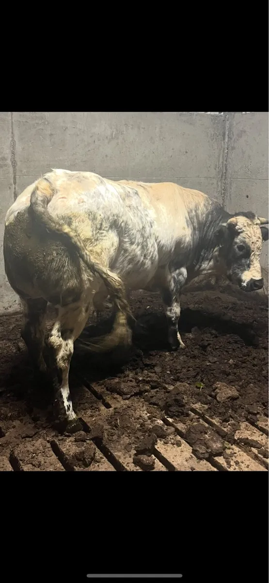 Cillaún Bull Hire - Image 4