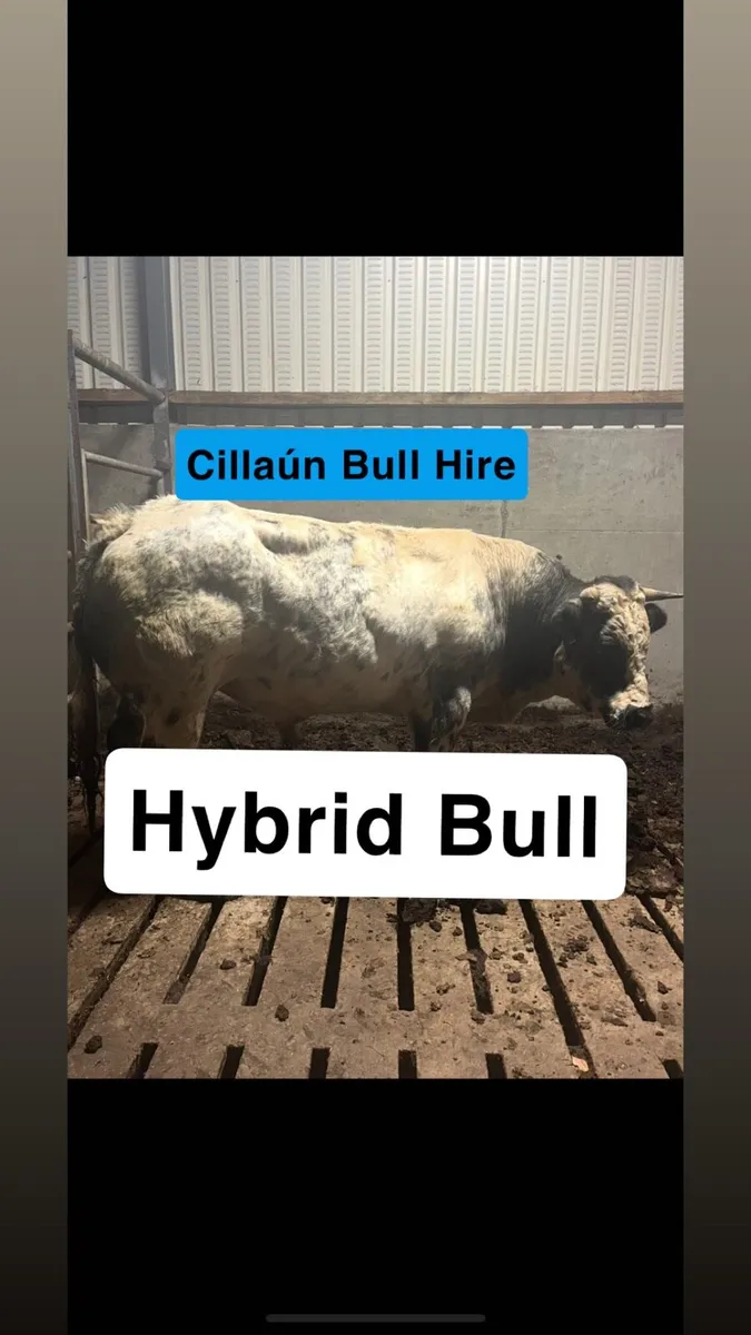 Cillaún Bull Hire - Image 1