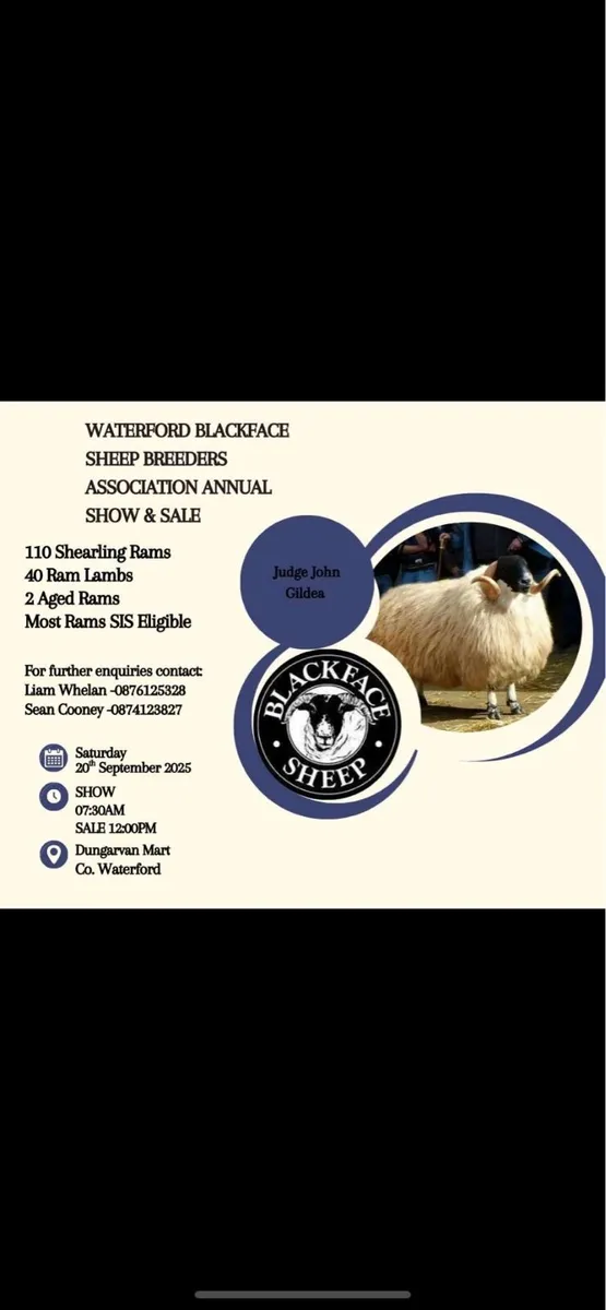 Waterford Blackface Annual Ram Sale