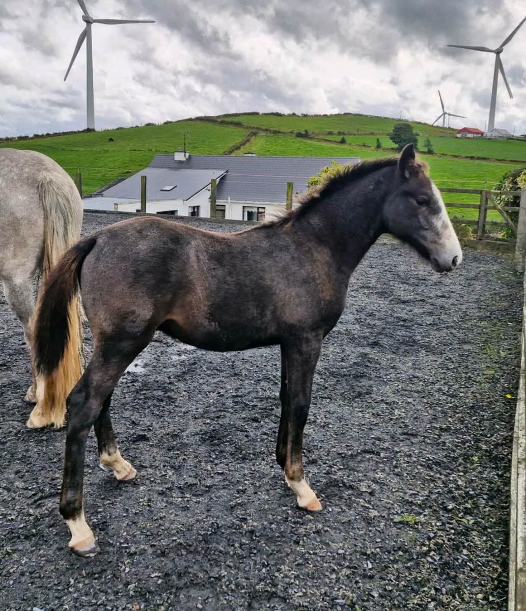 Quality foal by Avos Jordan Z - Image 4
