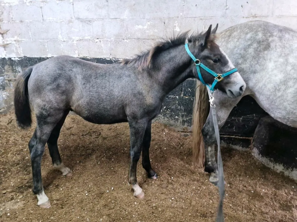 Quality foals by Avos Jordan Z - Image 4