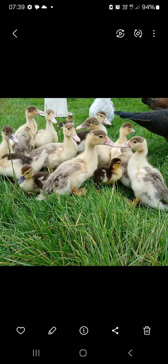 Ducklings - Image 2
