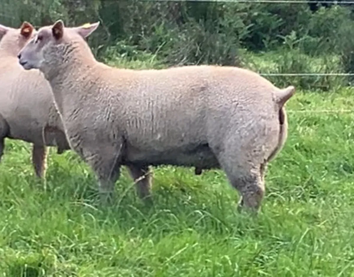 SIS Eligible Charollais Ram Lamb for Sale