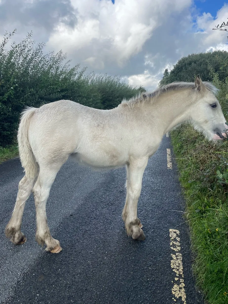 Dun filly foal - Image 1