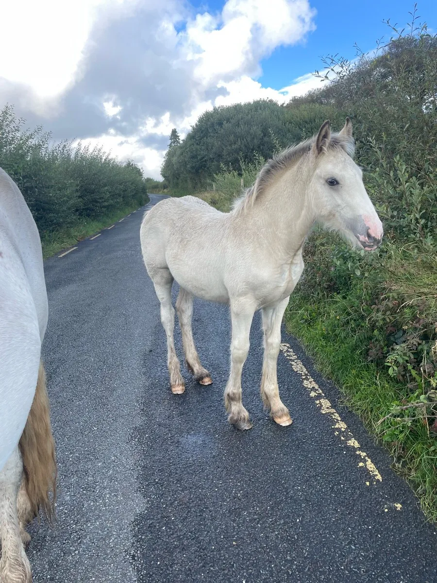 Dun filly foal - Image 2