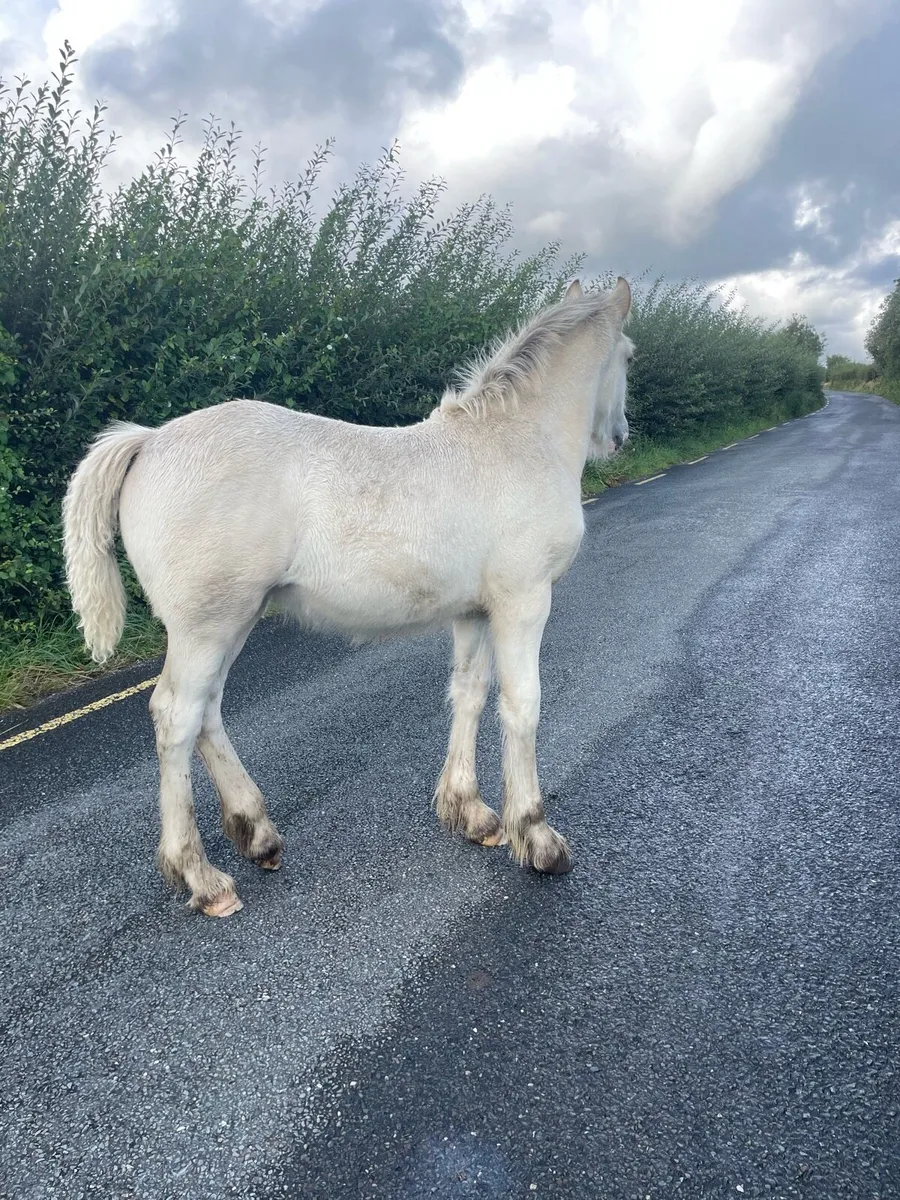 Dun filly foal - Image 3