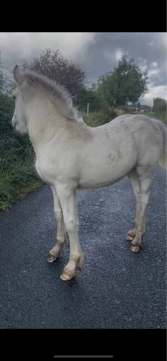 Dun filly foal - Image 4