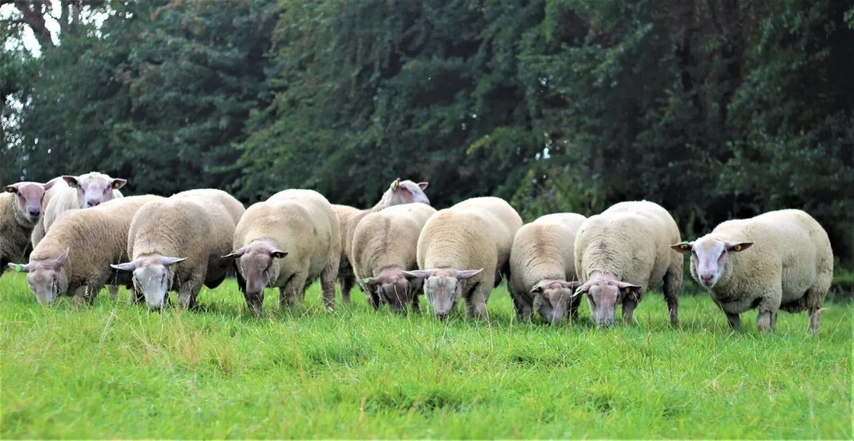 Charollais’s sis ram lambs - Image 3