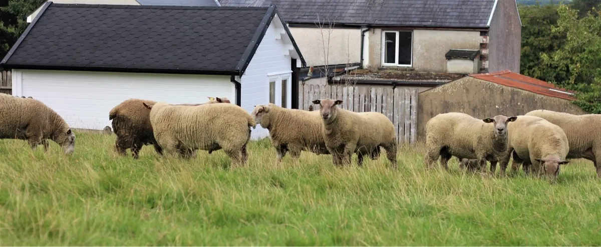 Charollais’s sis ram lambs - Image 4