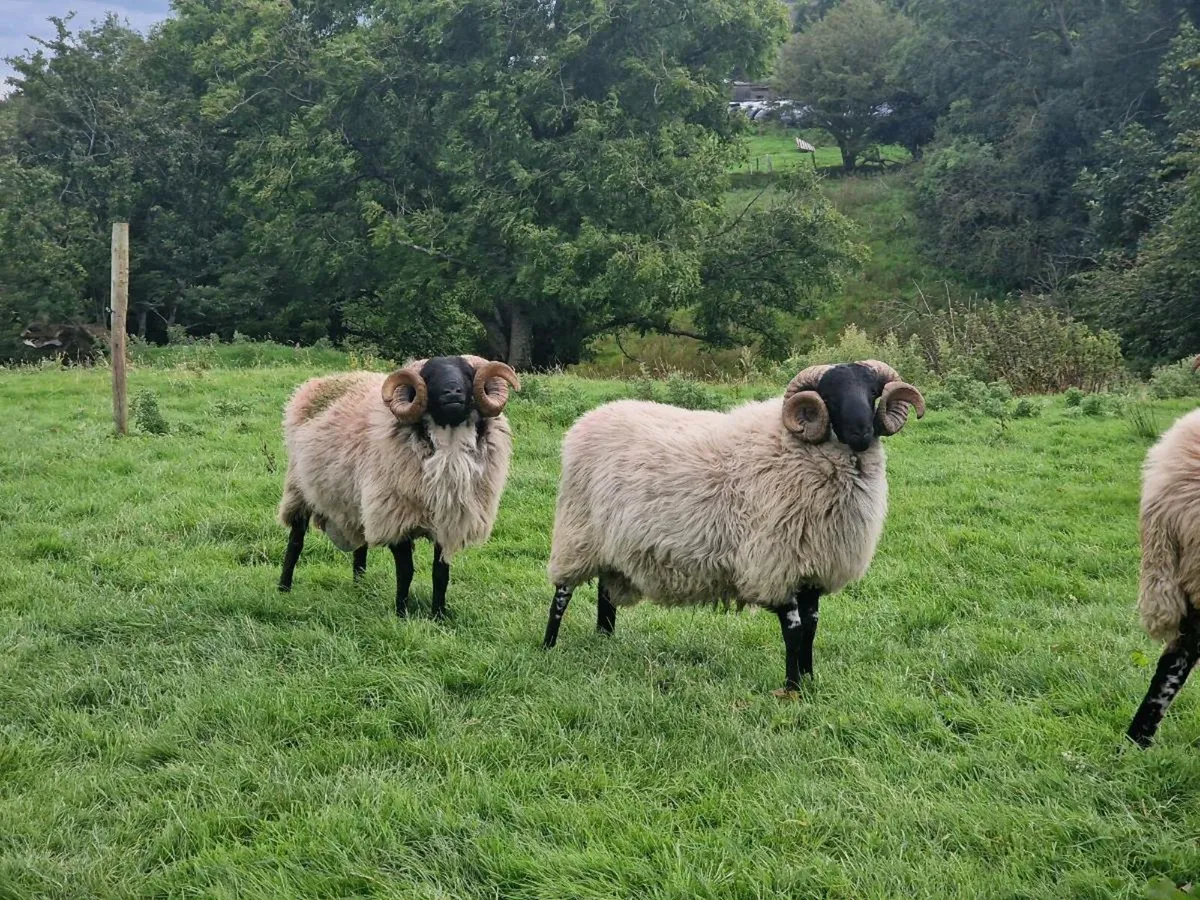 MAYO MOUNTAIN HOGGETS RAMS - Image 2