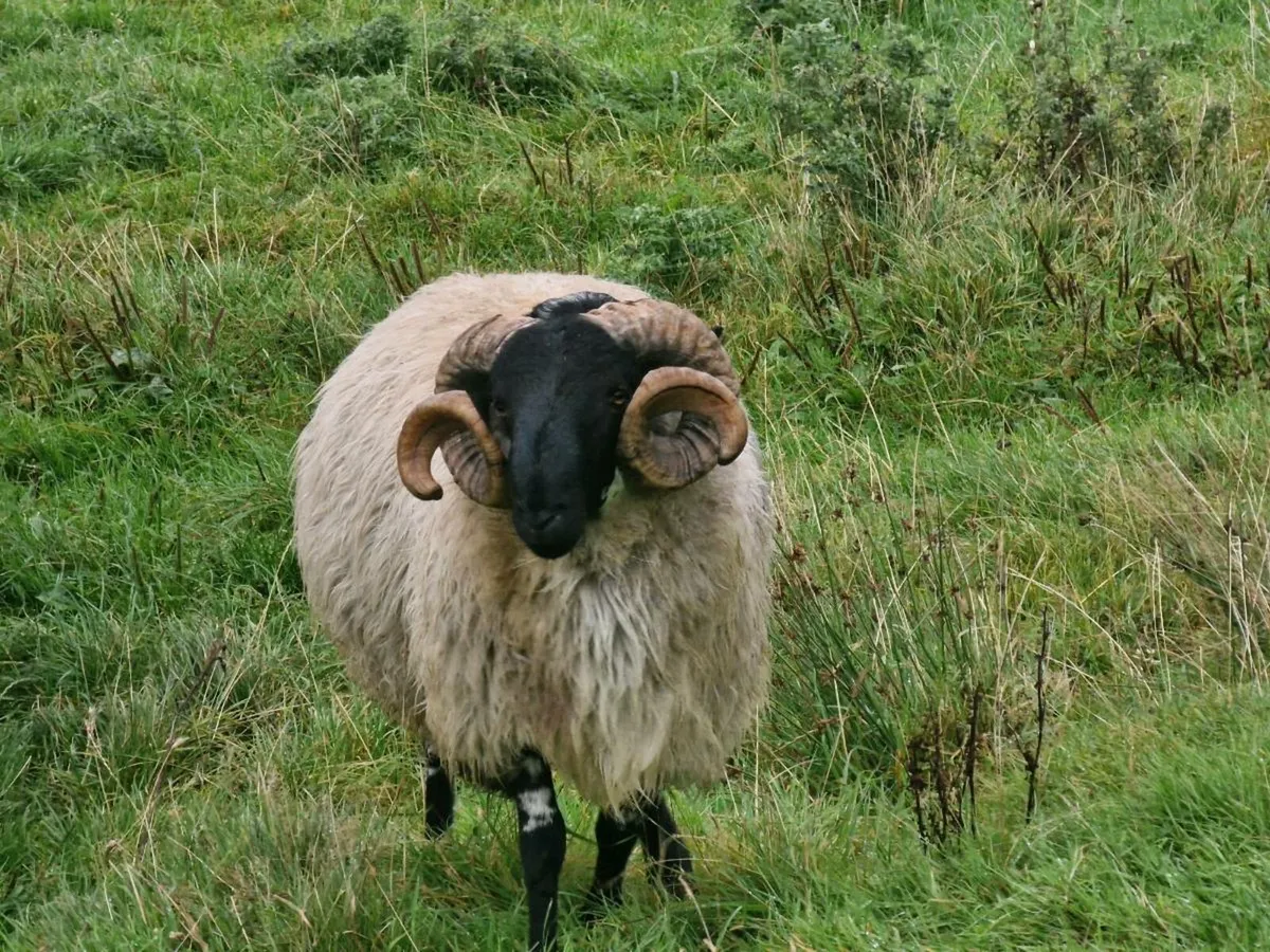 MAYO MOUNTAIN HOGGETS RAMS - Image 3