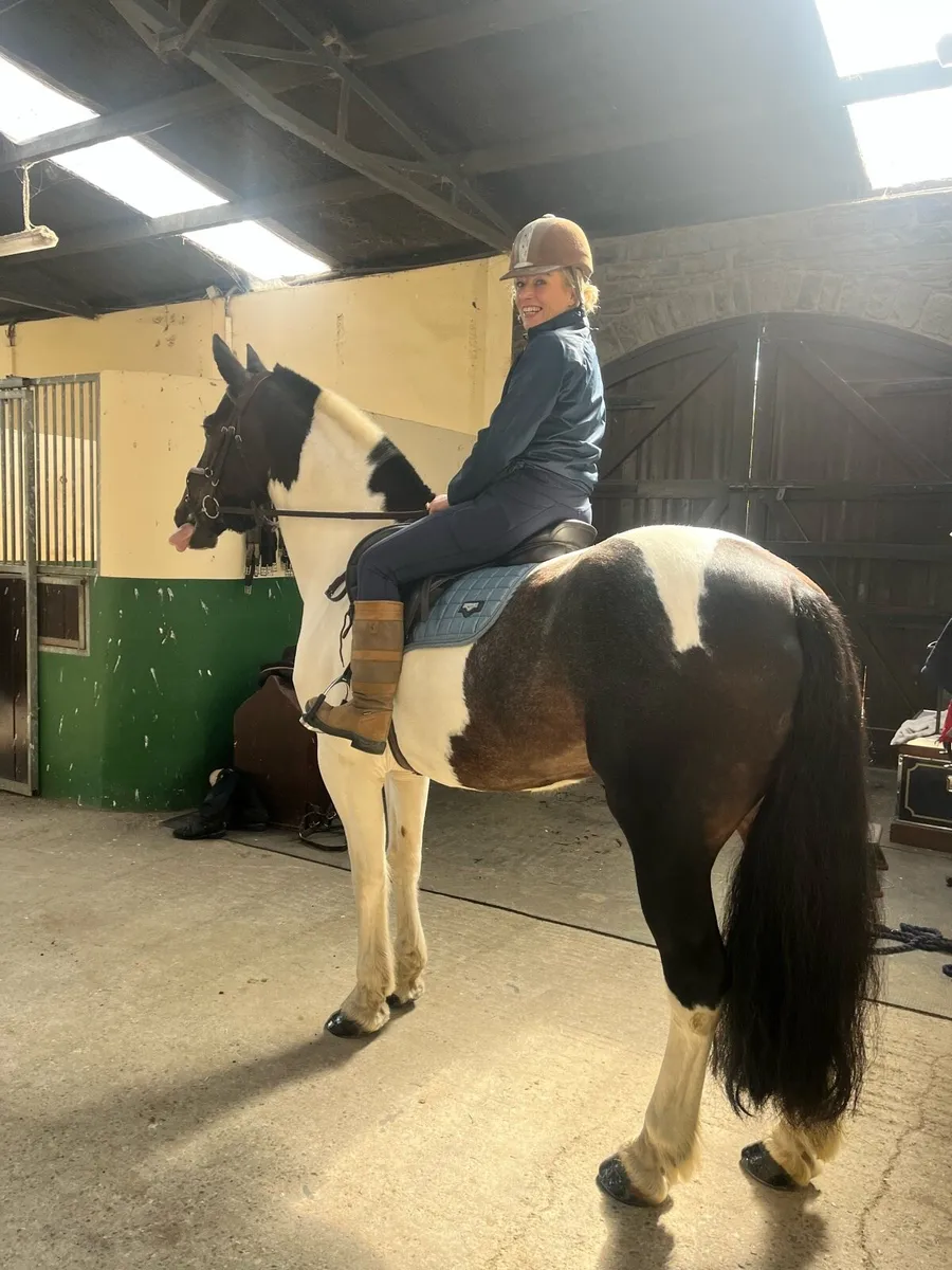 15-2 Hh gelding - Image 1