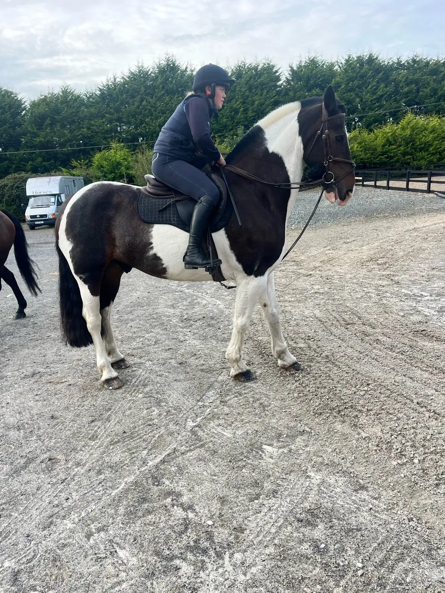 15-2 Hh gelding - Image 2