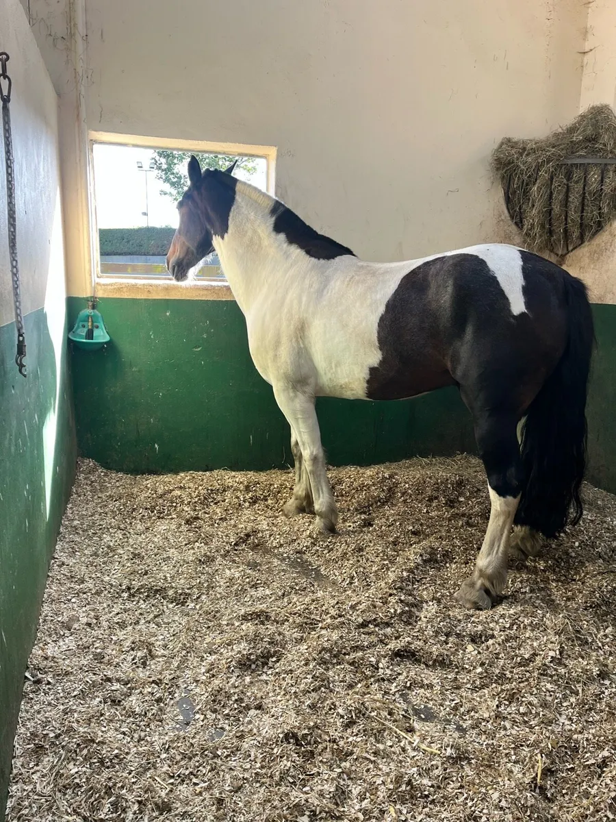 15-2 Hh gelding - Image 3