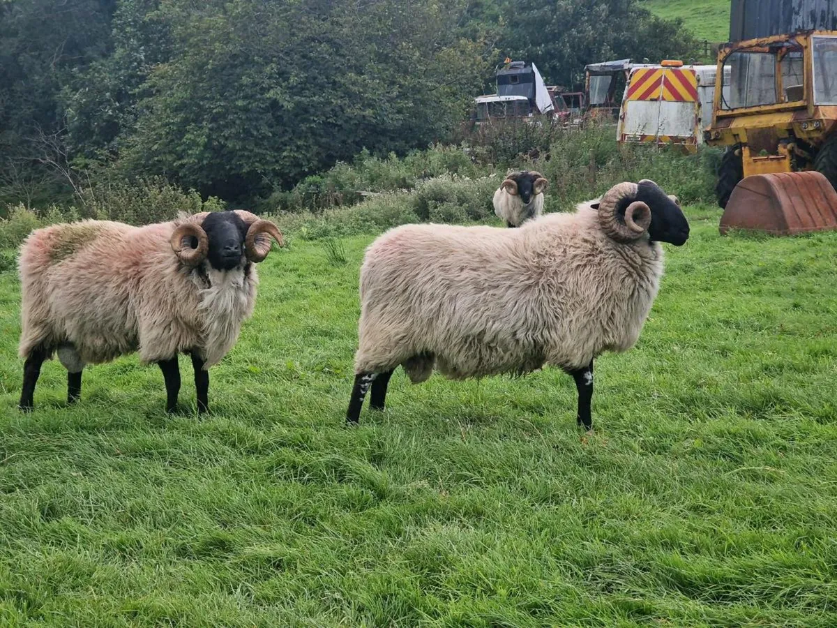 MAYO MOUNTAIN HOGGETS RAMS - Image 4