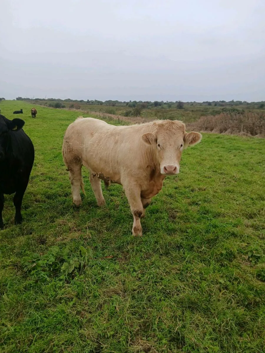 Heifers and bullocks - Image 1