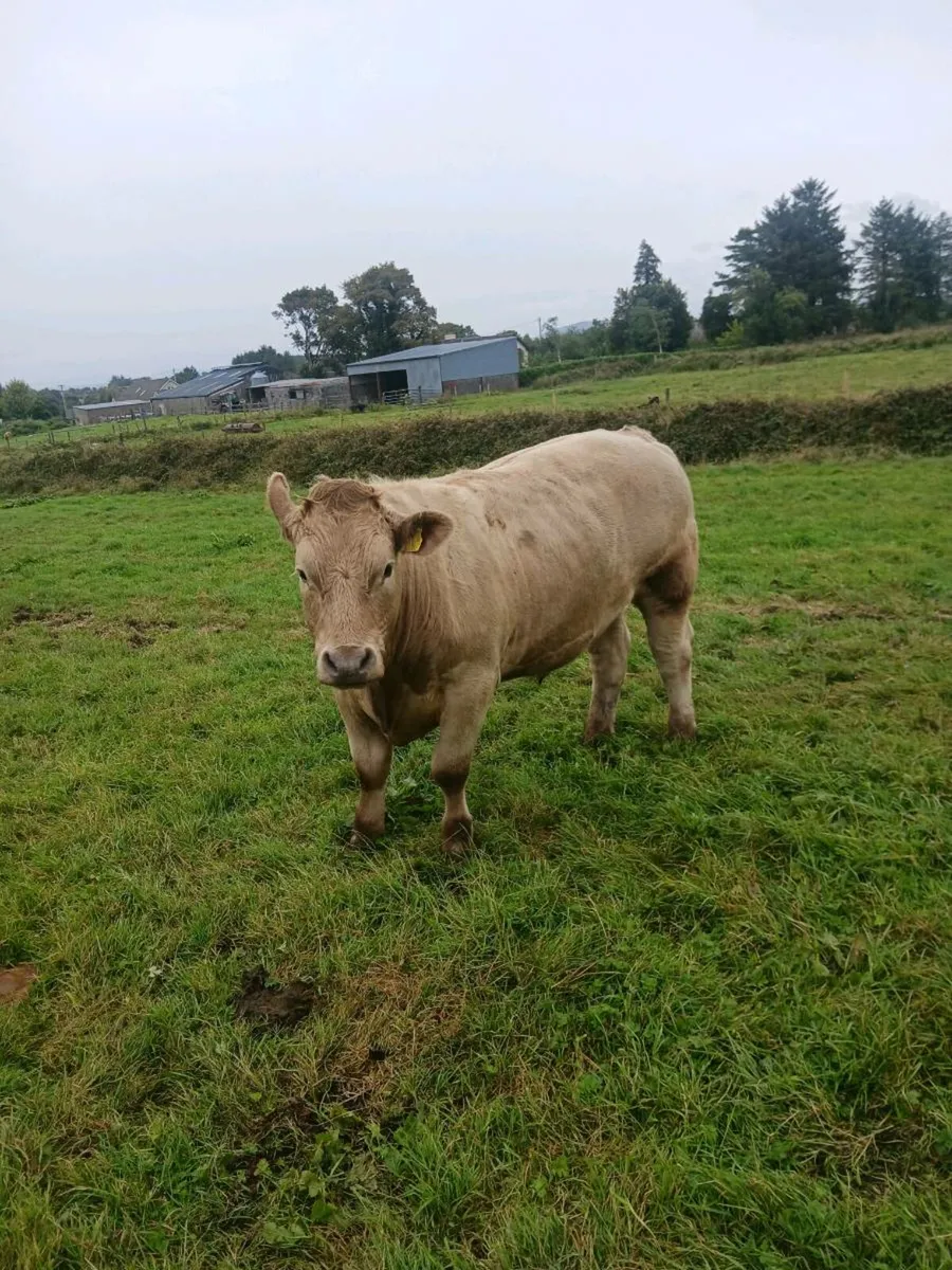 Heifers and bullocks - Image 2