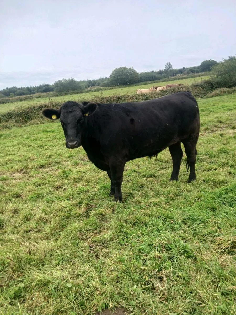 Heifers and bullocks - Image 3