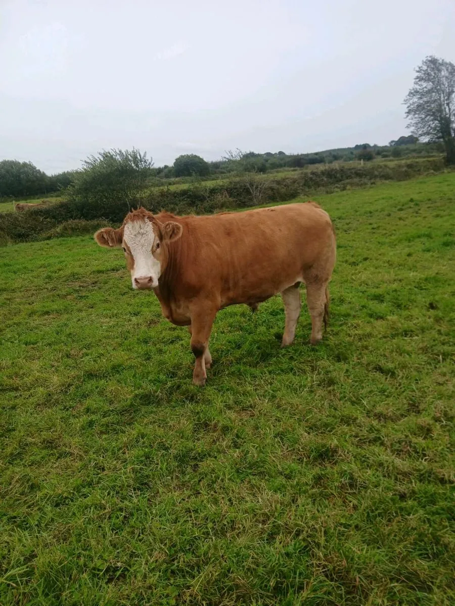 Heifers and bullocks - Image 4