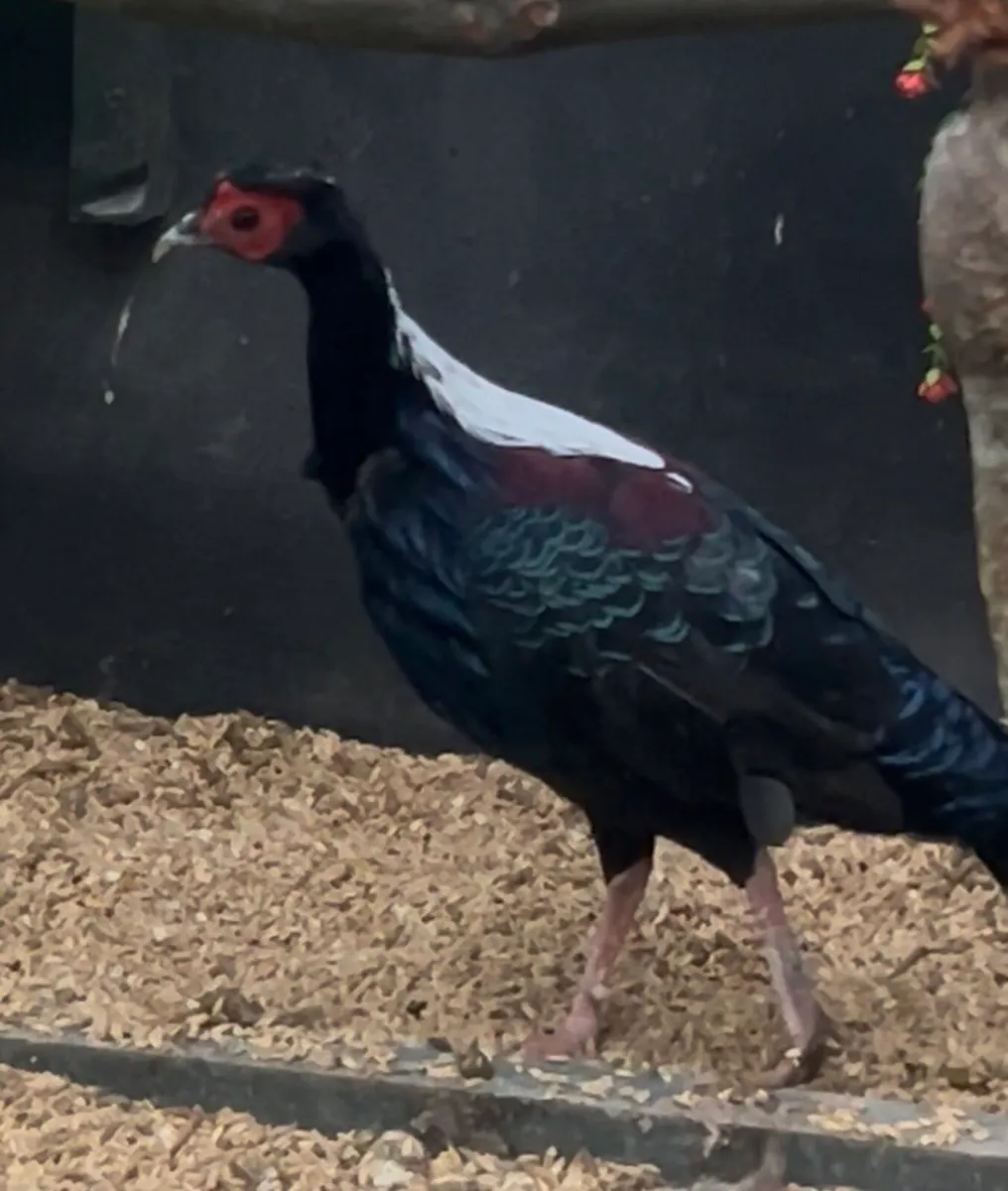 Swinhoe pheasant - Image 1