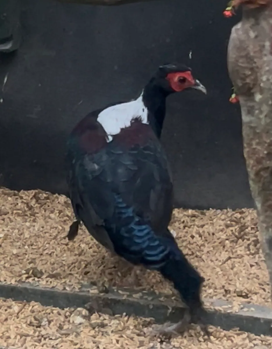 Swinhoe pheasant - Image 2