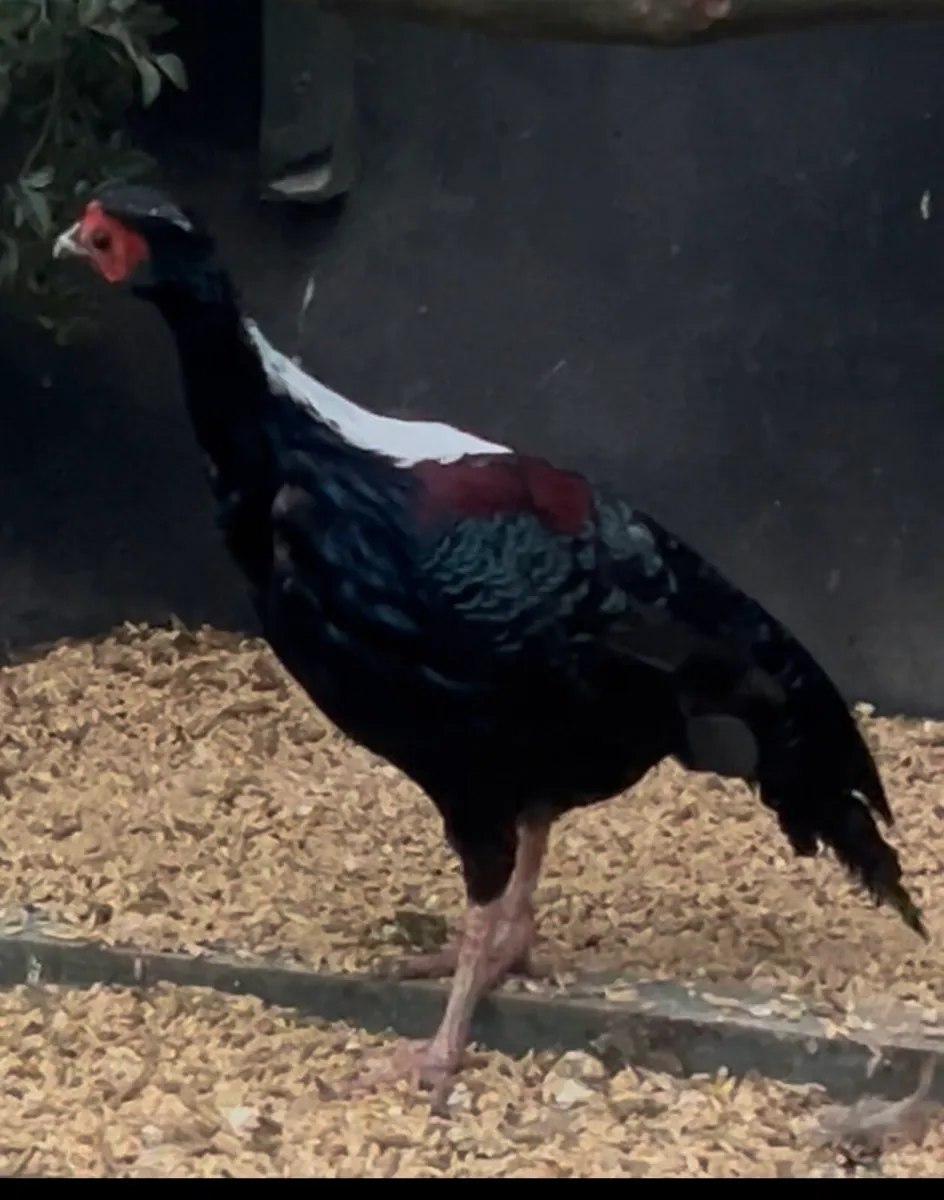 Swinhoe pheasant - Image 3
