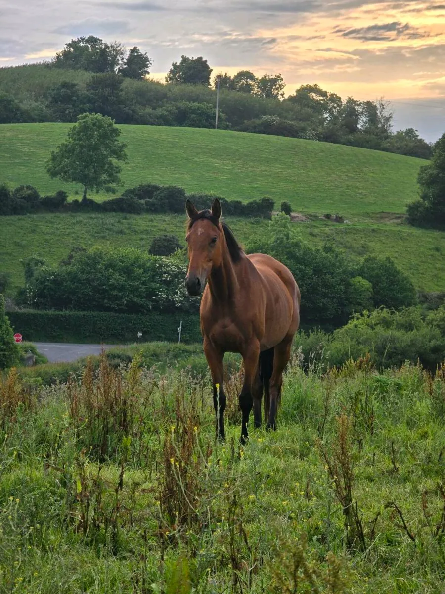5yr Old Mare - Image 2