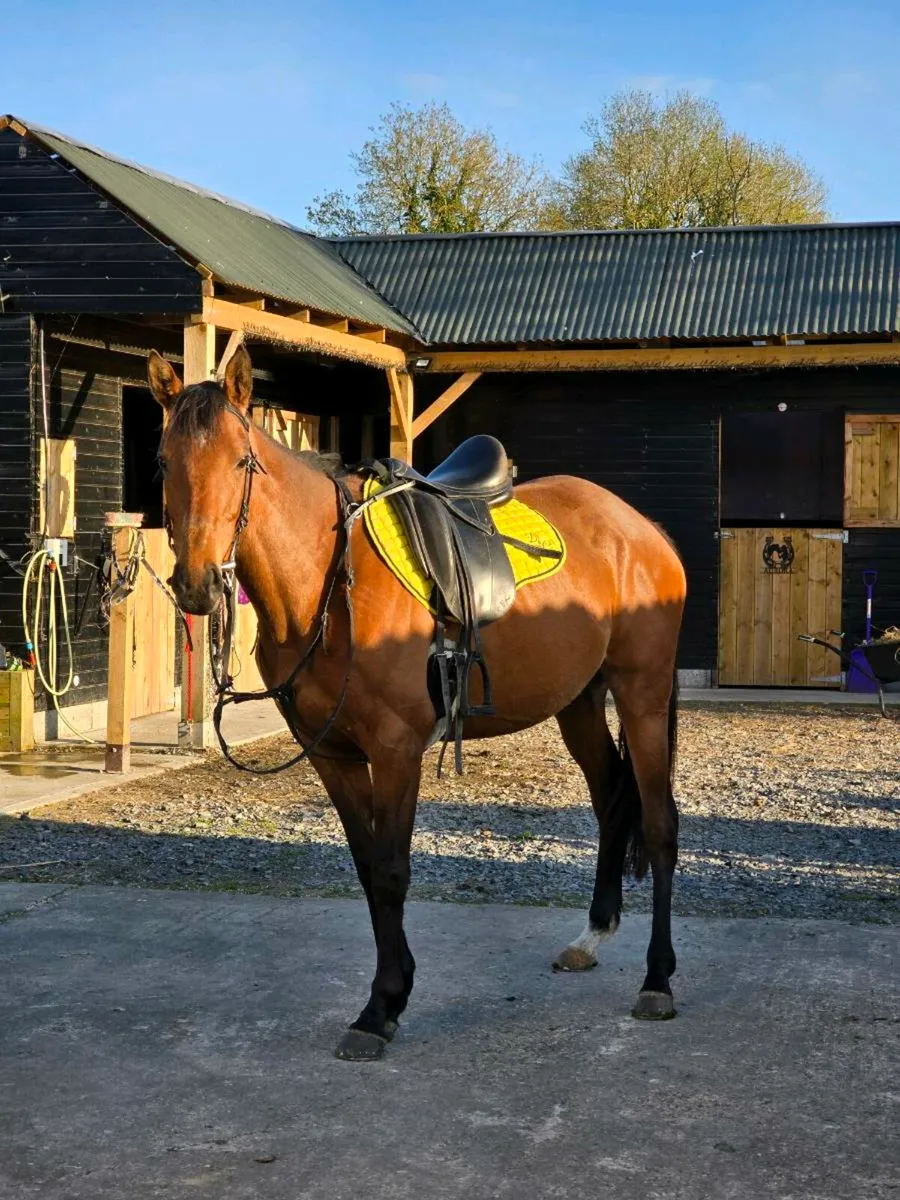 5yr Old Mare - Image 4
