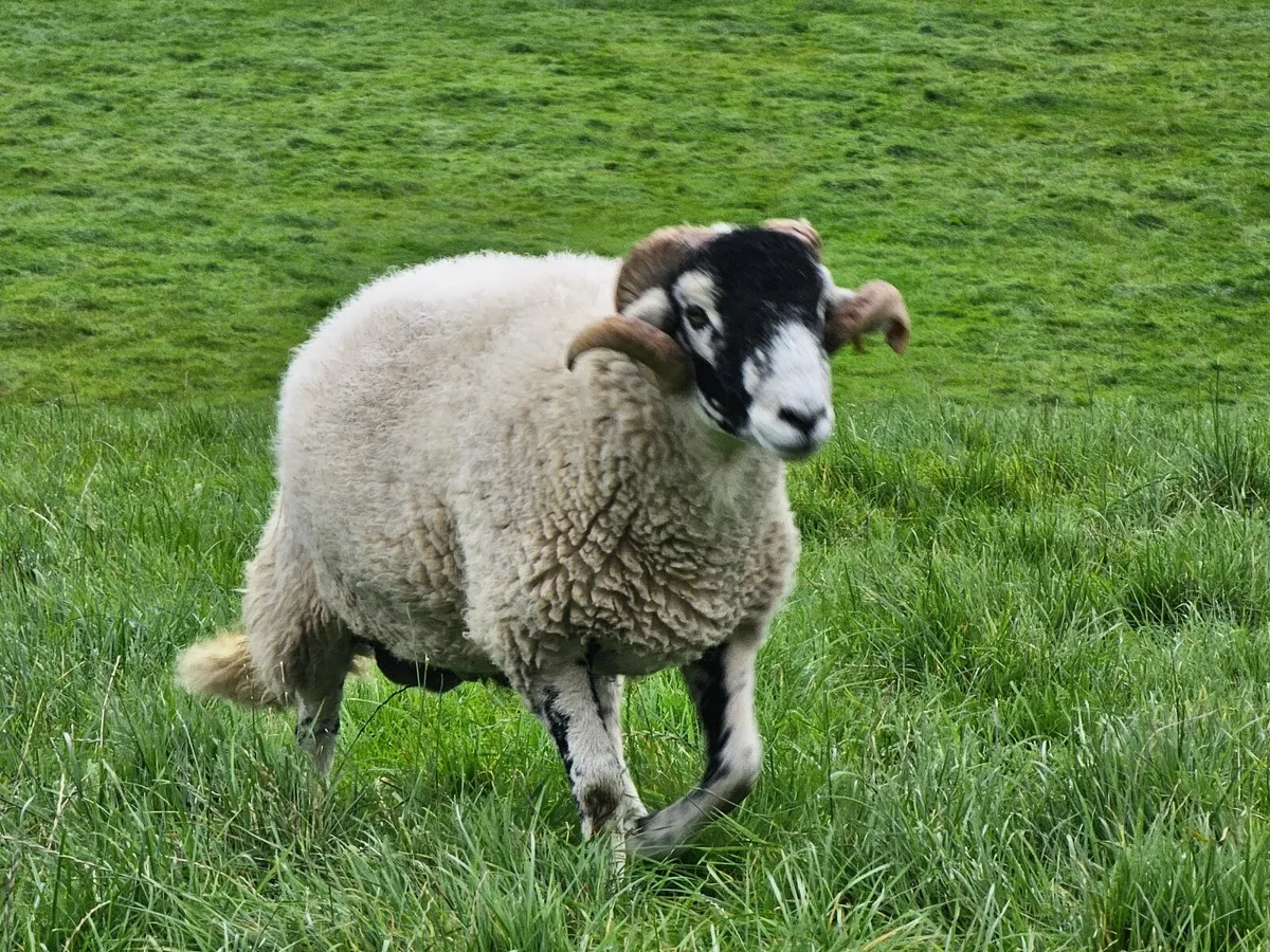 Swale Hogget Rams  SIS approved - Image 2