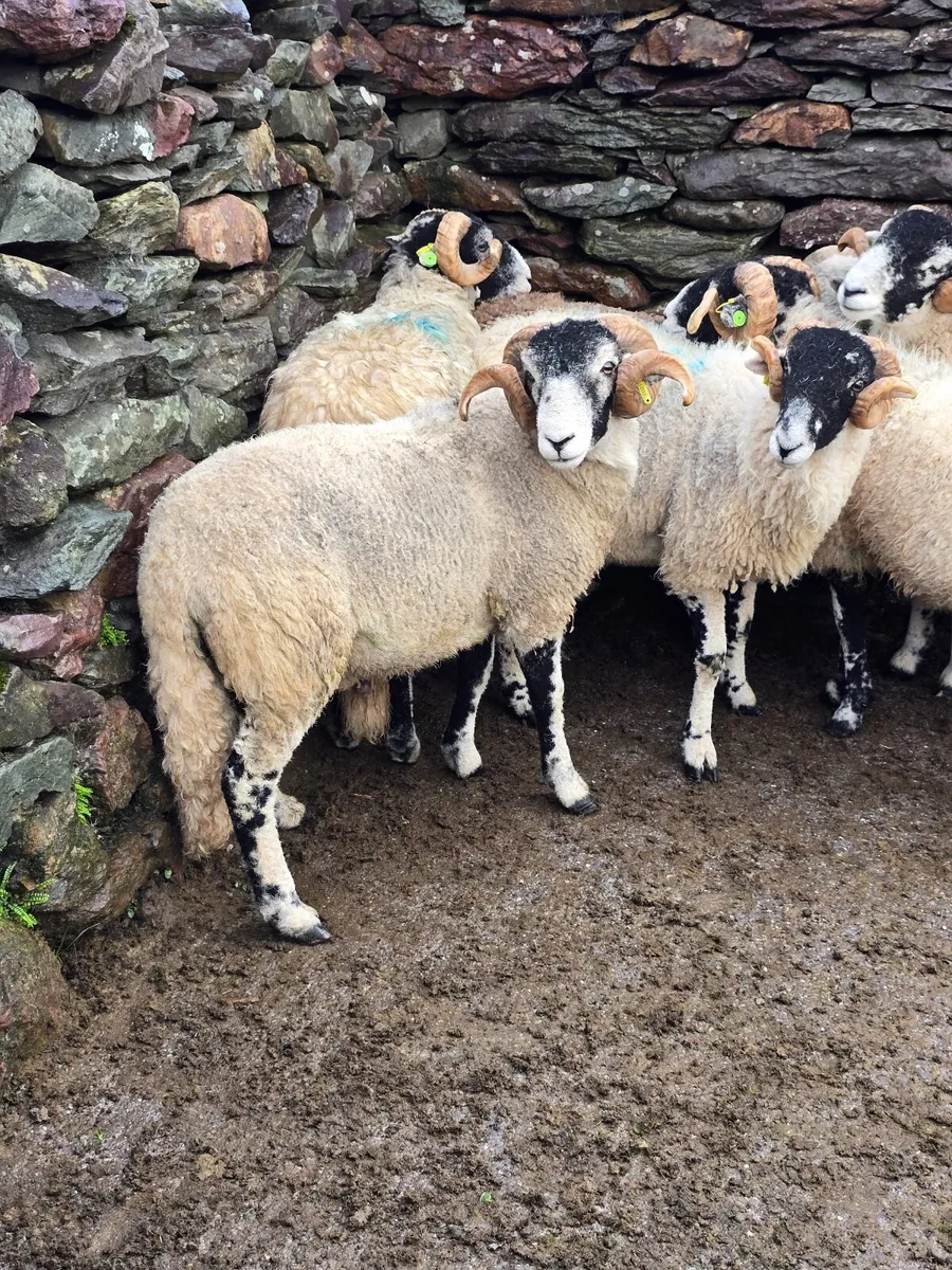 Swale Hogget Rams  SIS approved - Image 4