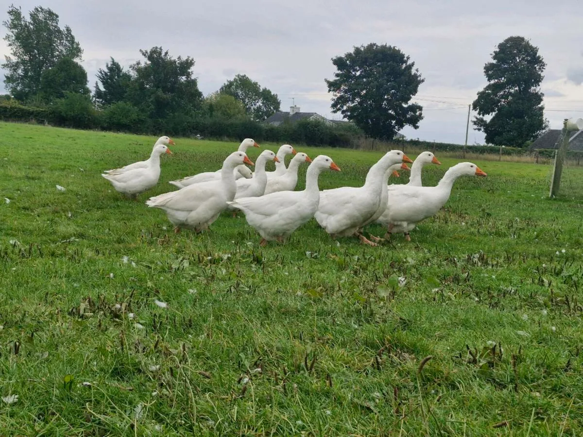Geese & guinea fowl - Image 3