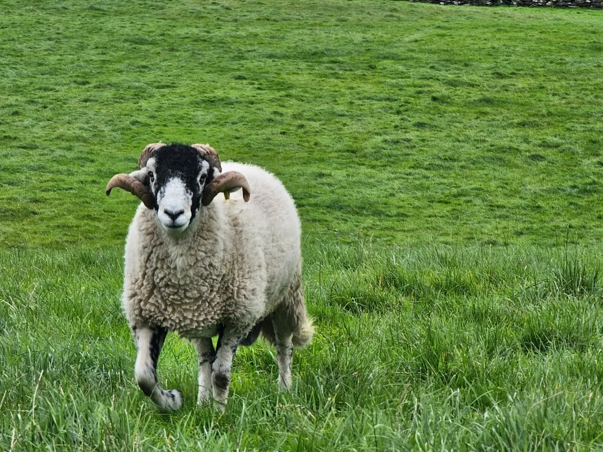 Swale Hogget Rams  SIS approved - Image 1