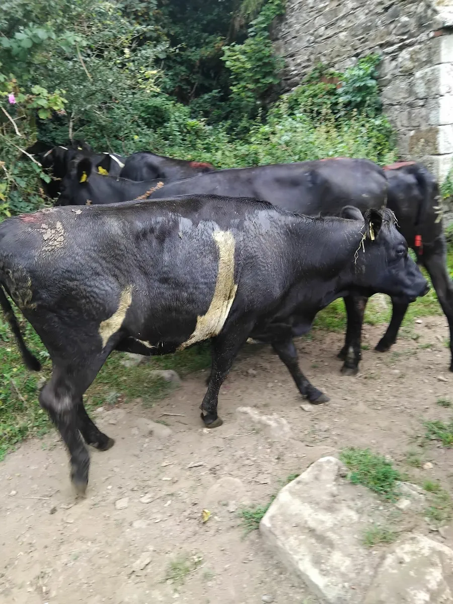 Freisian bulling heifers - Image 2