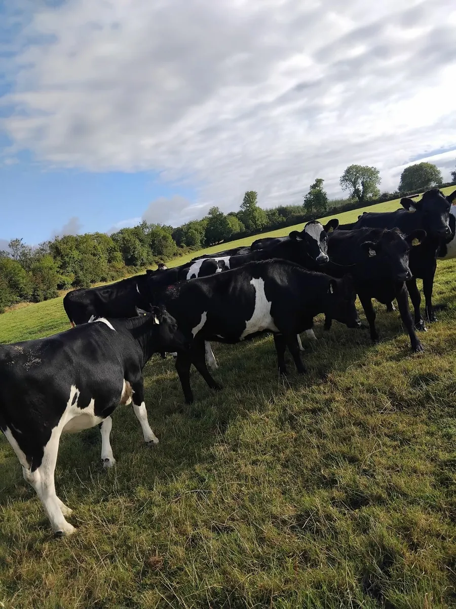 Freisian bulling heifers - Image 4