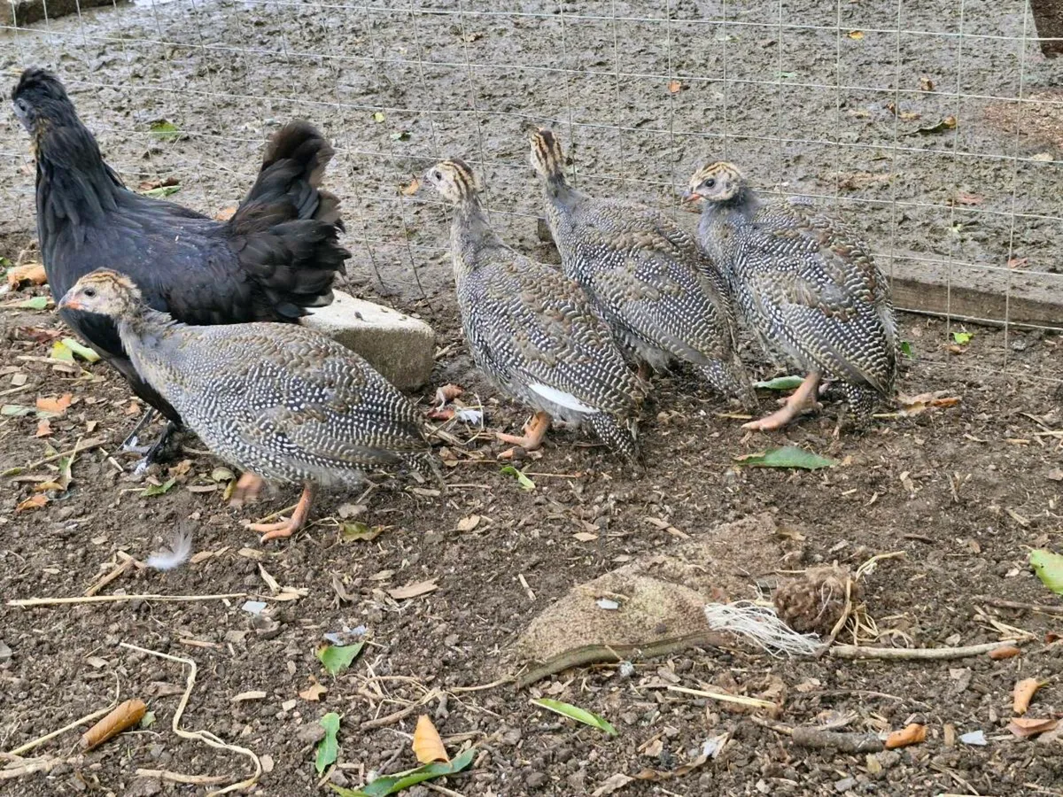 Geese & guinea fowl - Image 2