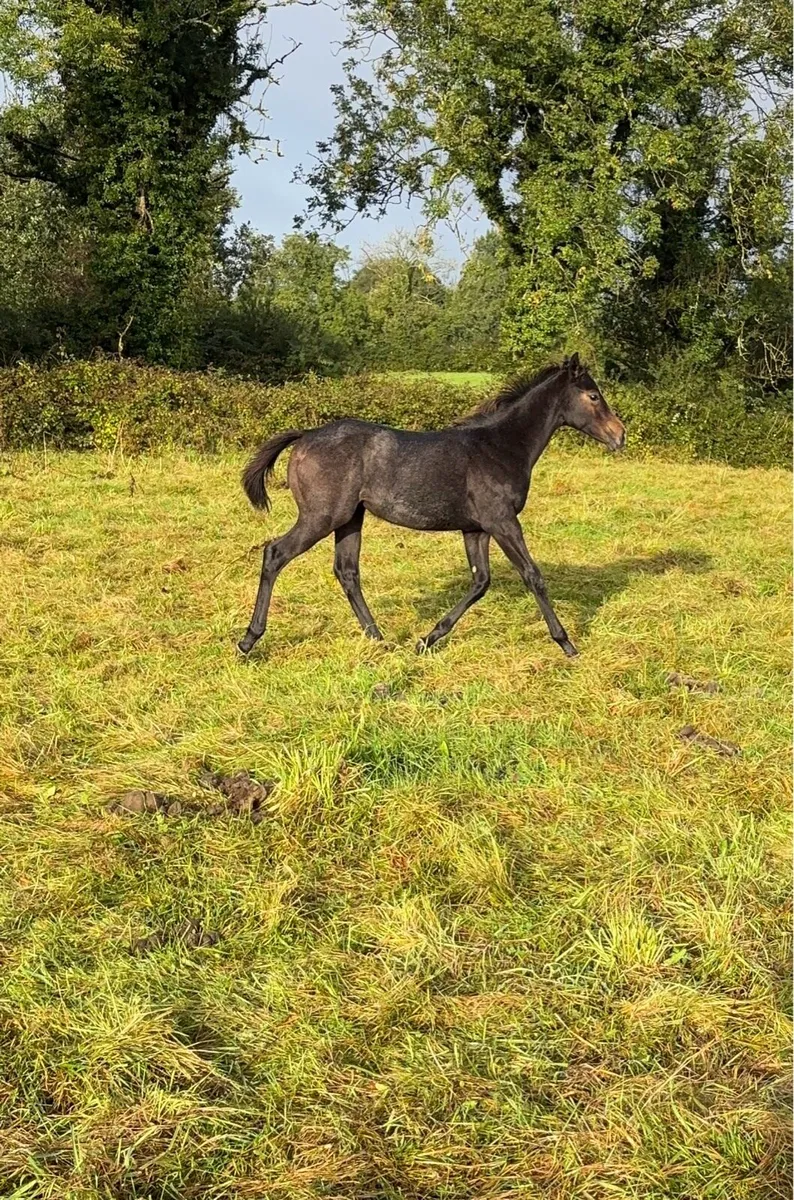 Kopperfield filly - Image 3