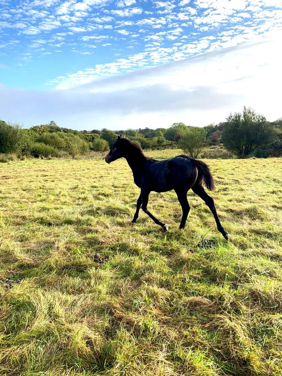 Kopperfield filly - Image 4