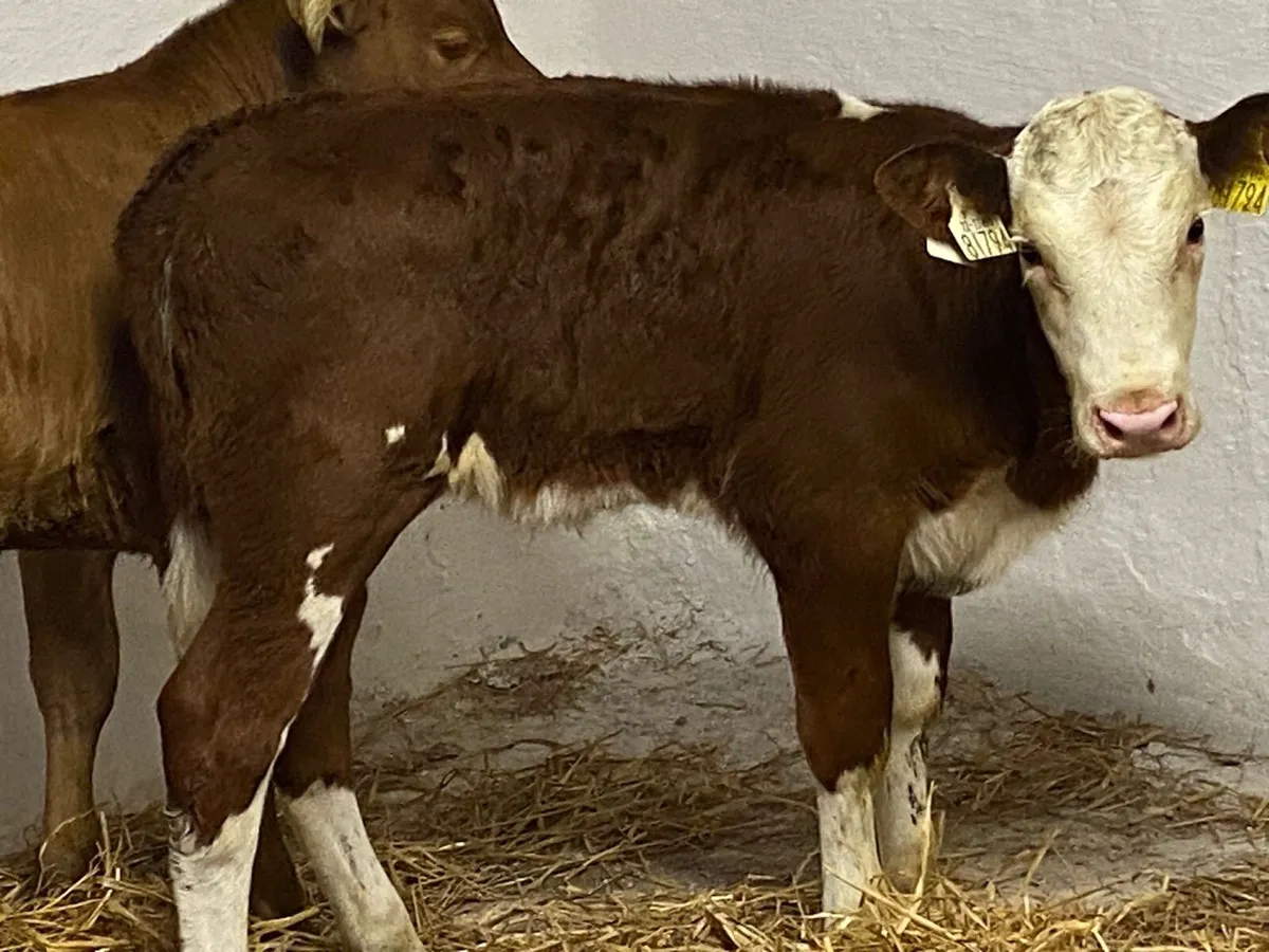 Super Red Whitehead Heifer Calf - Image 1