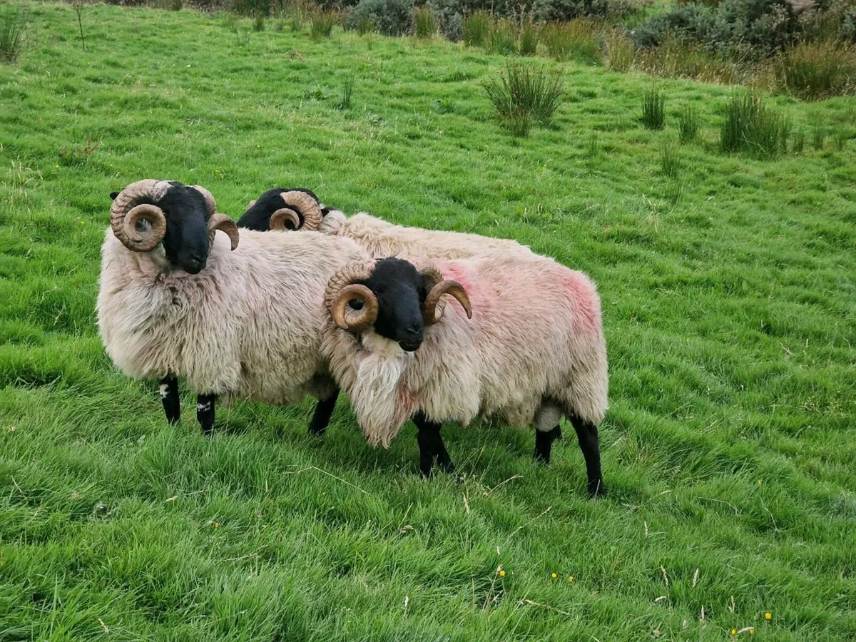 MAYO MOUNTAIN HOGGETS RAMS - Image 1
