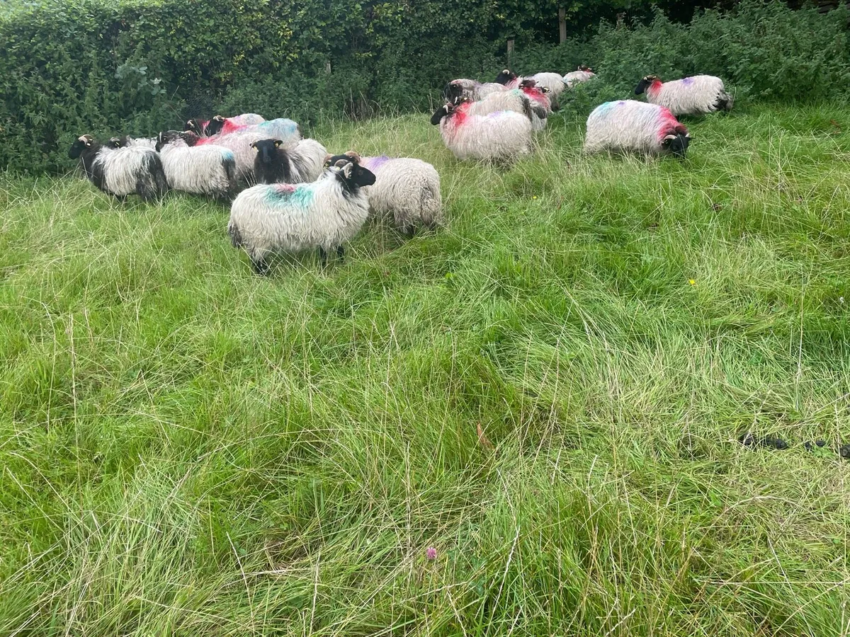 Blackfaced mountain ewe lambs - Image 1