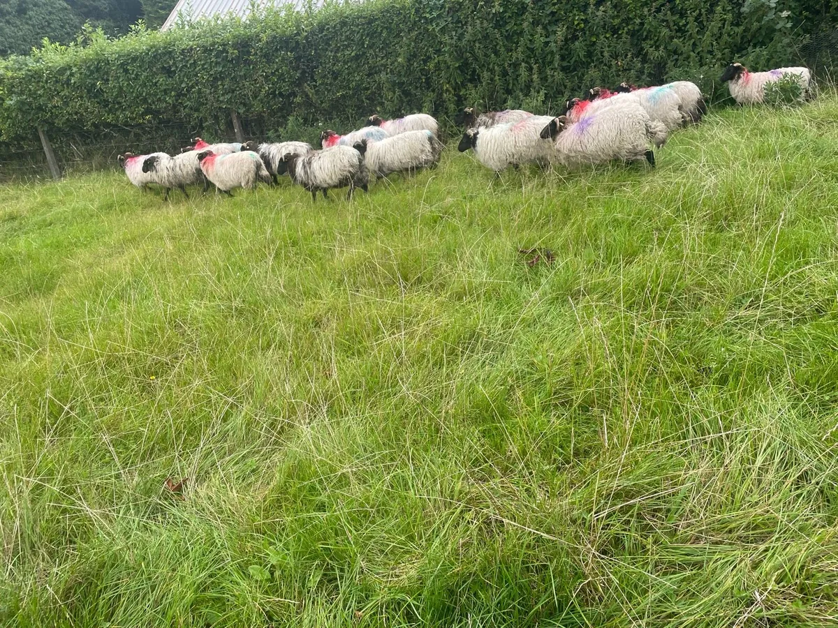 Blackfaced mountain ewe lambs - Image 2