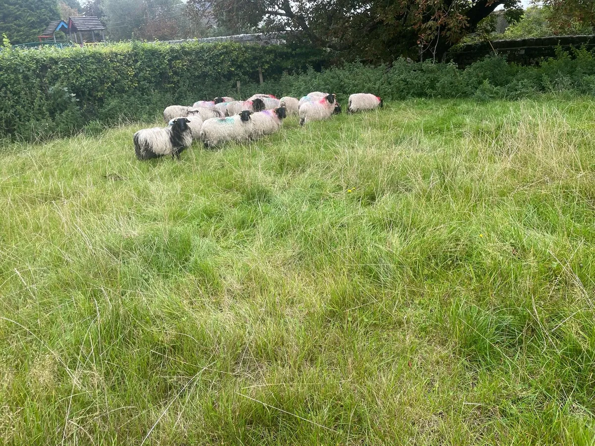 Blackfaced mountain ewe lambs - Image 3