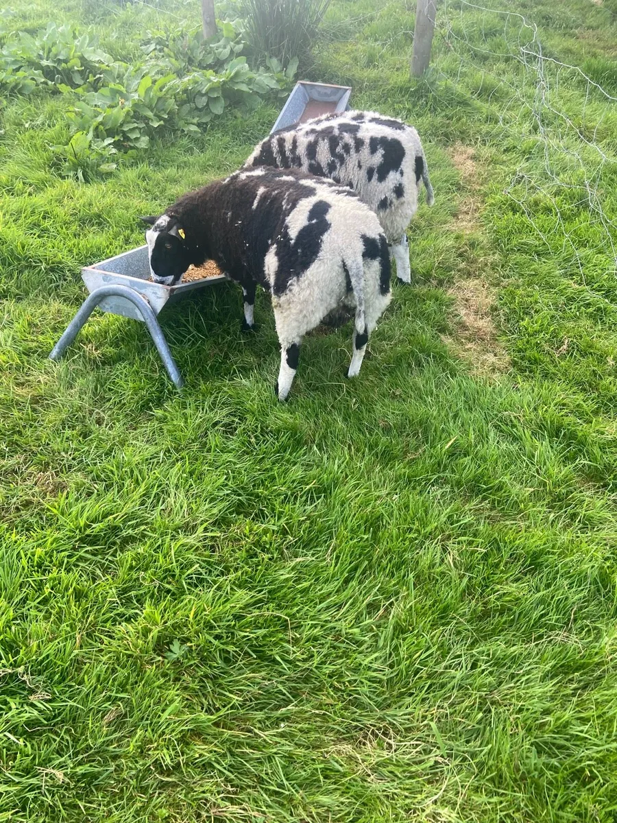 Dutch spotted Ram - Image 2