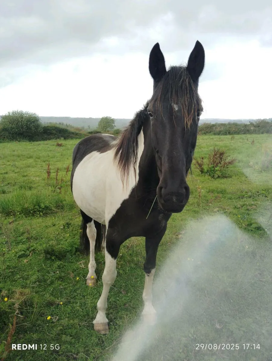 Pony sale/swap anything? - Image 3